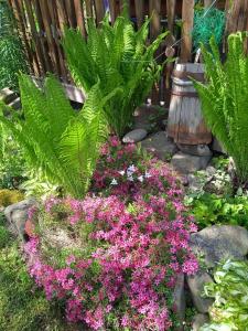 a garden with pink flowers and plants at Pidkova in Verkhovyna