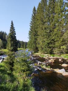 un río con árboles a su lado en Hillside Strašín Šumava en Strašín