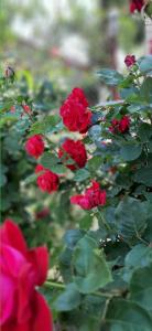 eine Gruppe roter Rosen in einem Garten in der Unterkunft Alice Apartment in Arad