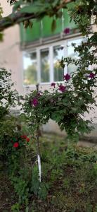 アラドにあるAlice Apartmentの家の前に花が咲いている小さな木 +7枚の写真