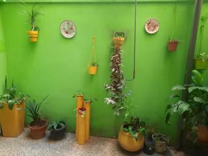 un mur vert avec des plantes en pot et des horloges dessus dans l'établissement Kela, à Buenos Aires