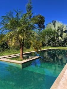 een palmboom naast een zwembad bij Cabanas Arcádia in Engenheiro Paulo de Frontin