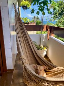 a dog laying in a hammock on a balcony at Suíte em Luna & Line in Salvador