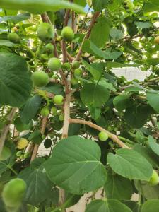 Zahrada ubytování Cozy 2 Bedrooms with 1 Bathroom