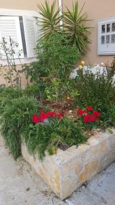 a flower garden in front of a house with red flowers at Apartments Katarina in Sutivan