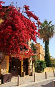 a tree filled with red flowers in front of a building at Hamam Suites Sifaka in Chania Town