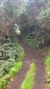 un chemin de terre dans une forêt avec des arbres et de l'herbe dans l'établissement Kuanza Nature Experience, Fajã do Belo, à Fajã da Caldeira de Santo Cristo