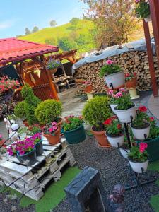 a bunch of potted plants in a garden at Casa VIO in Sighişoara