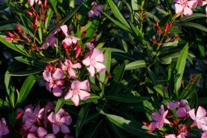 a bunch of pink flowers with green leaves at Villa Vito in Hvar