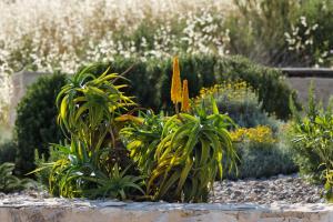 a garden with green plants and yellow flowers at Villa Vito in Hvar