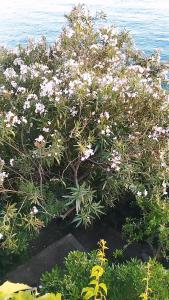 a bush with white flowers on it next to the water at Apartments & Room Paula in Split