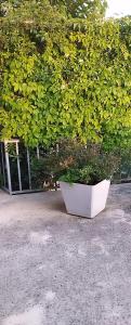 a plant in a white pot sitting in front of a bush at Apartments & Room Paula in Split