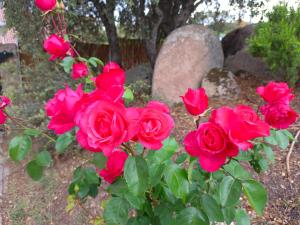 un grupo de rosas rojas en un jardín en El encinar de Gabino, en Zarzuela del Monte