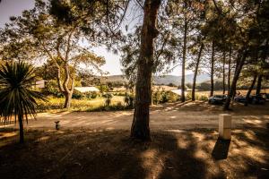 un parc avec un arbre et un parking dans l'établissement Camping Olva - Maeva, à Sartène