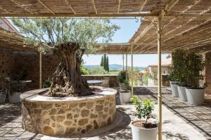 duży kamienny plantator z drzewem w środku w obiekcie Dimora Santa Margherita - Relais di Charme w mieście Cinigiano