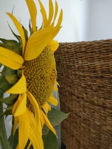 un girasol amarillo está sentado junto a una cesta en Chambre d'hôtes Tournesol, piscine en campagne gersoise, en Lias-dʼArmagnac