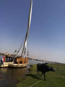 a cow walking in the grass next to a boat at Sailing boat in Aswan