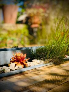 a small succulent plant in a planter in a garden at Coté jardin in Sainte-Suzanne