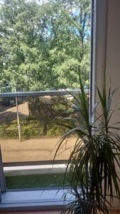 einer Topfpflanze, die vor einem Fenster sitzt in der Unterkunft Digital Nomad Station - Bedroom with Desk nearby Station and Parking with singing birds each morning in Antwerpen