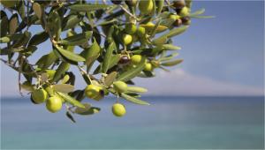 Un mucchio di olive verdi appese ad un albero di Casa Giada sul mare a Torrenova