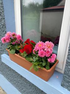 a pot of pink and red flowers on a window sill at Clinton’s cottage in Leitrim