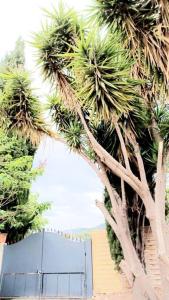 a group of palm trees in front of a building at Villa ANDRÉ in Ollioules