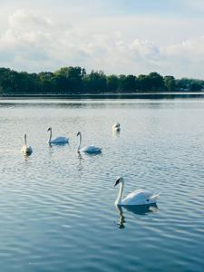 a group of swans swimming in a lake at Iliada Studio Oxygen Neptun in Neptun