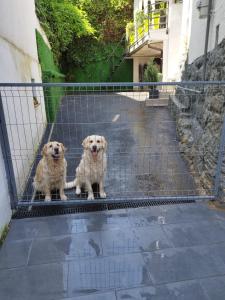 two dogs are standing in a cage at Apartament in centrul Clujului in Cluj-Napoca