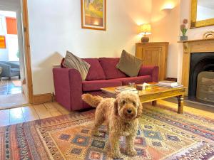 un chien brun debout dans un salon avec un canapé dans l'établissement Large, characterful cottage in Buxworth, High Peak, à Buxworth