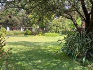 a green yard with a tree and some plants at Zacks Country Stay in Krugersdorp