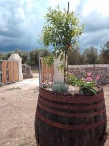 a tree in a barrel with a fence and flowers at Masseria Petrore Grande di Polimeno Alessandra in Cutrofiano