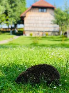 a hedgehog in the grass in front of a house at Еко Дім з СОЛОМИ in Solochin