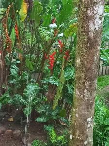 Zahrada ubytování Villa dos Pássaros Paraty Hospedagem