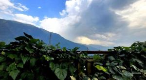 um arbusto verde com vista para uma montanha em Hostelam em Manali