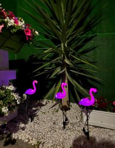 Vườn quanh Casa Flamingo