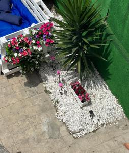 Vườn quanh Casa Flamingo