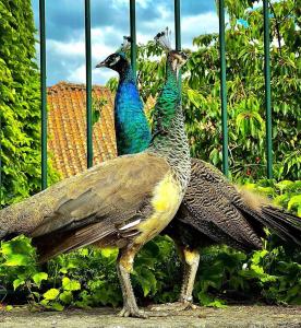 dos pavos reales están parados junto a una valla en Casa dos Barros Winery Lodge by Vintage Theory, en Sabrosa