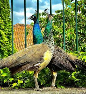 two peacocks are standing next to a fence at Casa dos Barros Winery Lodge by Vintage Theory in Sabrosa