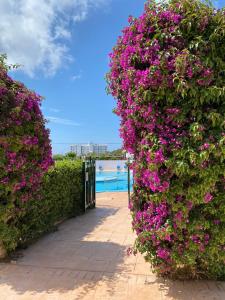 a garden with purple flowers on a fence at Apartamento Sa Farola in Cala en Blanes