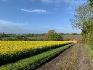 un champ de fleurs jaunes à côté d'un chemin de terre dans l'établissement Waterpump Pod for 2 adults with ensuite in the Suffolk Countryside, à Badingham