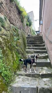 Ospiti di Karlin's house Anzi - albergo diffuso con animali domestici