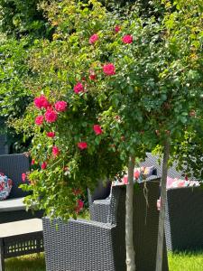 a tree with pink roses in a garden at La Glycine B&B in Sainte-Colombe