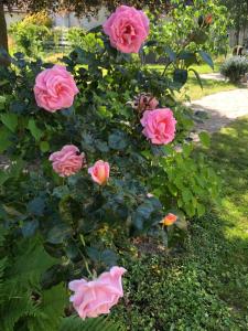 um grupo de rosas cor-de-rosa num jardim em Le Clos de la Tour 