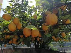a bunch of oranges hanging from a tree at B&B Perla Cavese in Cava deʼ Tirreni