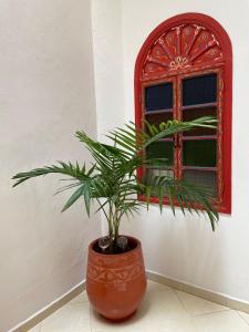 a plant in a pot in front of a window at Riad Maya in Rabat