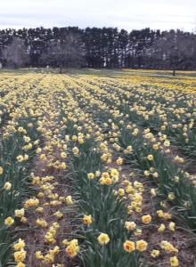 a field of yellow flowers in a field at Country View Sleepout in Hamilton