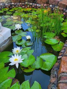 un estanque con lirios de agua blanca y hojas verdes en Vila Florena, en Palanga