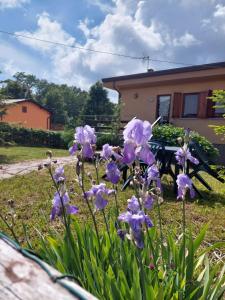 a bunch of purple flowers in a yard at Chalet Grazia in Valgiano