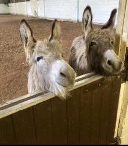 two donkeys are looking over a wooden fence at Southfields Farm in Nottingham