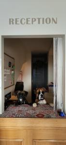 Dos perros acostados en una cama en una habitación en Hotel B&B Francolini en Folgaria